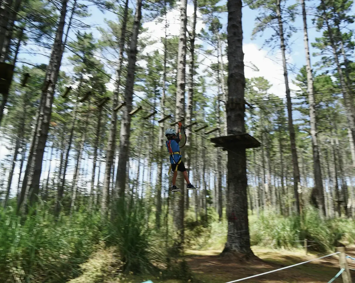 Circuito aéreo entre árboles